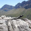 Image of Graceful crag lizard