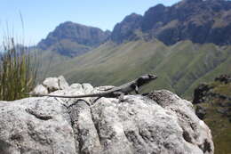 Image of False girdled lizards