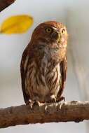 Image of Ferruginous Pygmy Owl