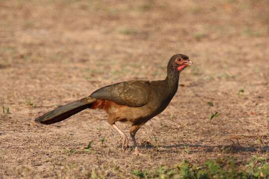 Image de Ortalide du Chaco