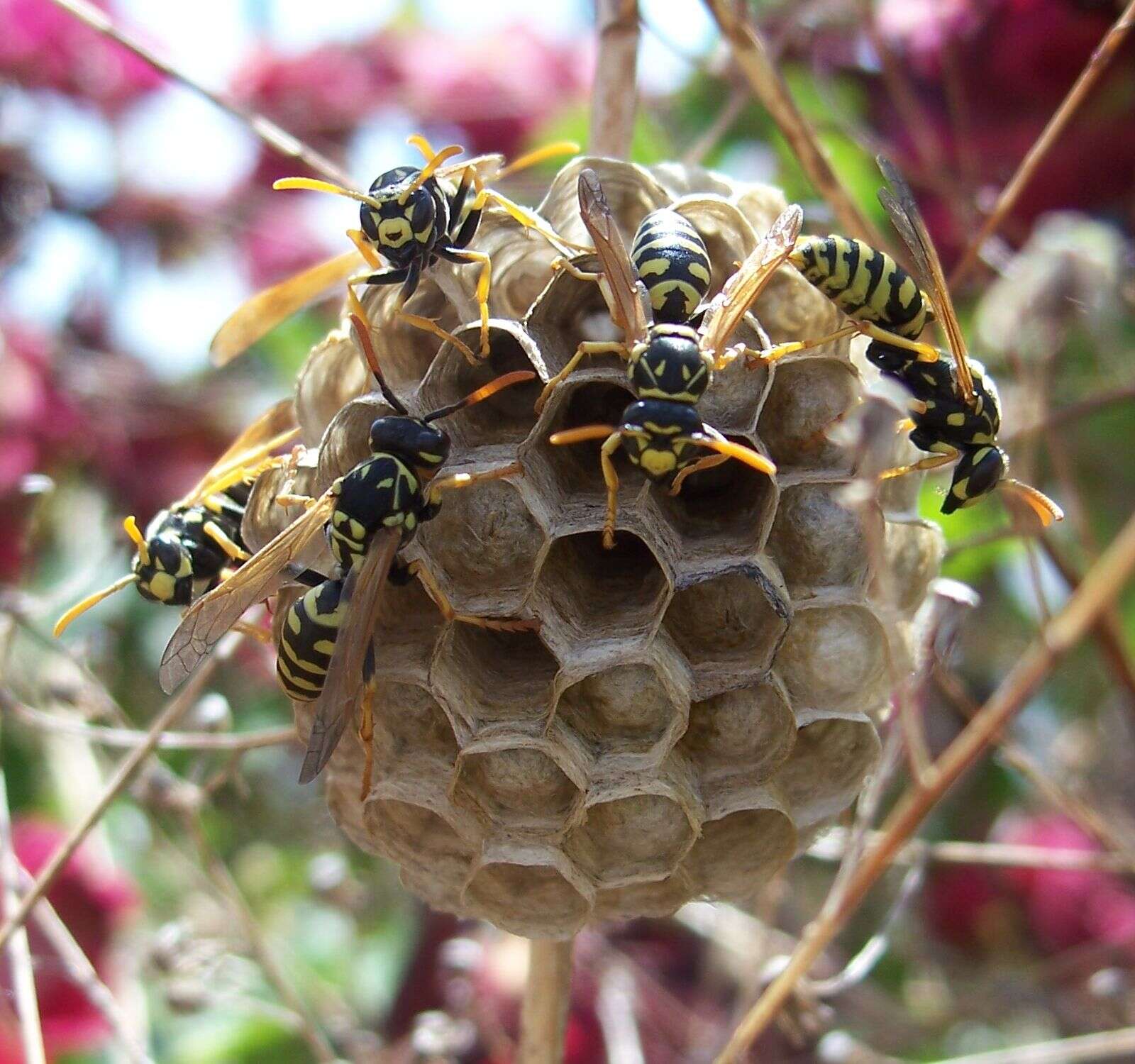 Plancia ëd Polistes dominula (Christ 1791)