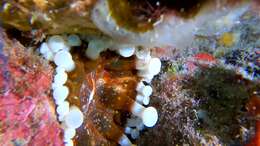 Image of blunt-tentacled anemone