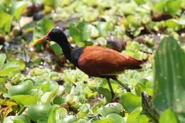 Image of Wattled Jacana