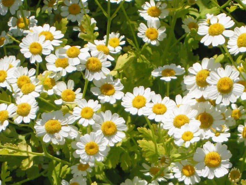 Image of feverfew