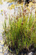 Juncus articulatus L. resmi