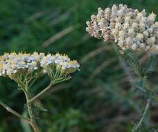 Image of Achillea inundata Kondrat.