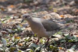 Image of White-tipped Dove