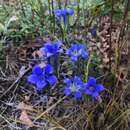 Imagem de Gentiana autumnalis L.