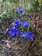 Image de Gentiana autumnalis L.