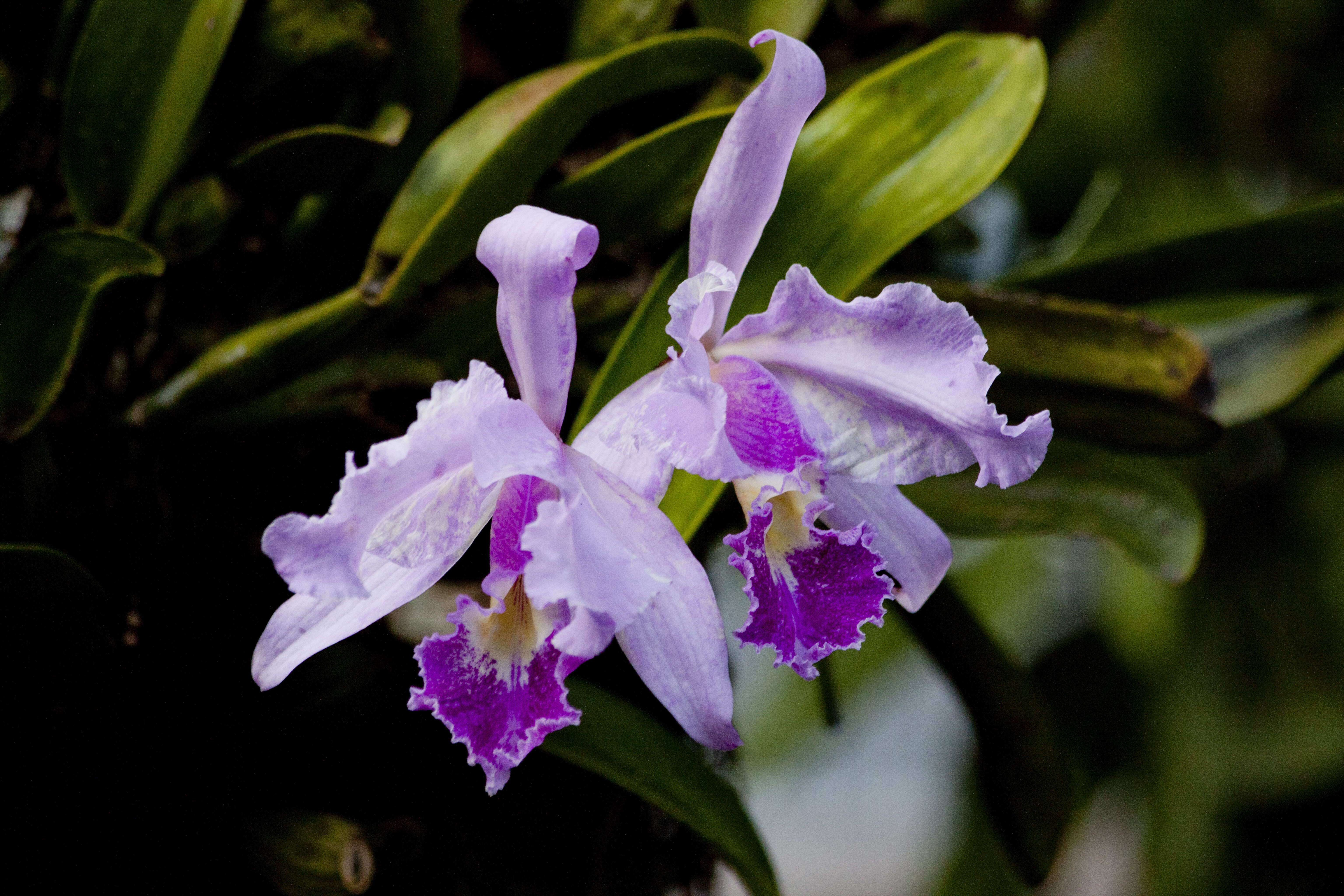 Image of Warscewicz's Cattleya