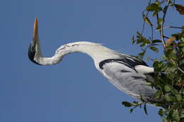 Image of Cocoi Heron