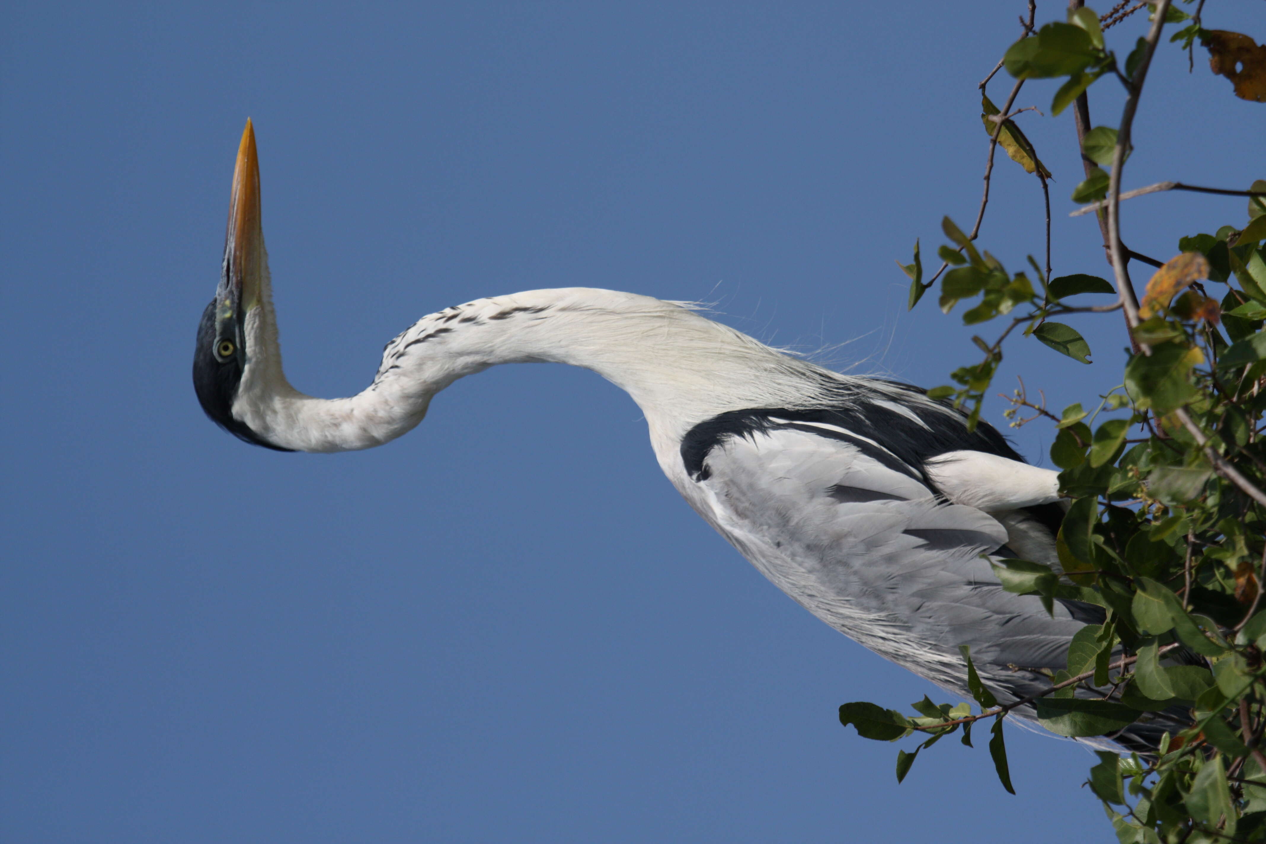 Image of Cocoi Heron