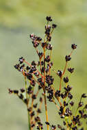 Image of Jointed Rush