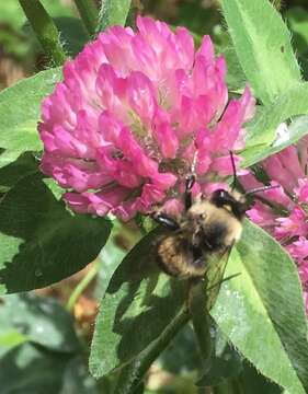 Plancia ëd Anthophora bomboides Kirby 1837