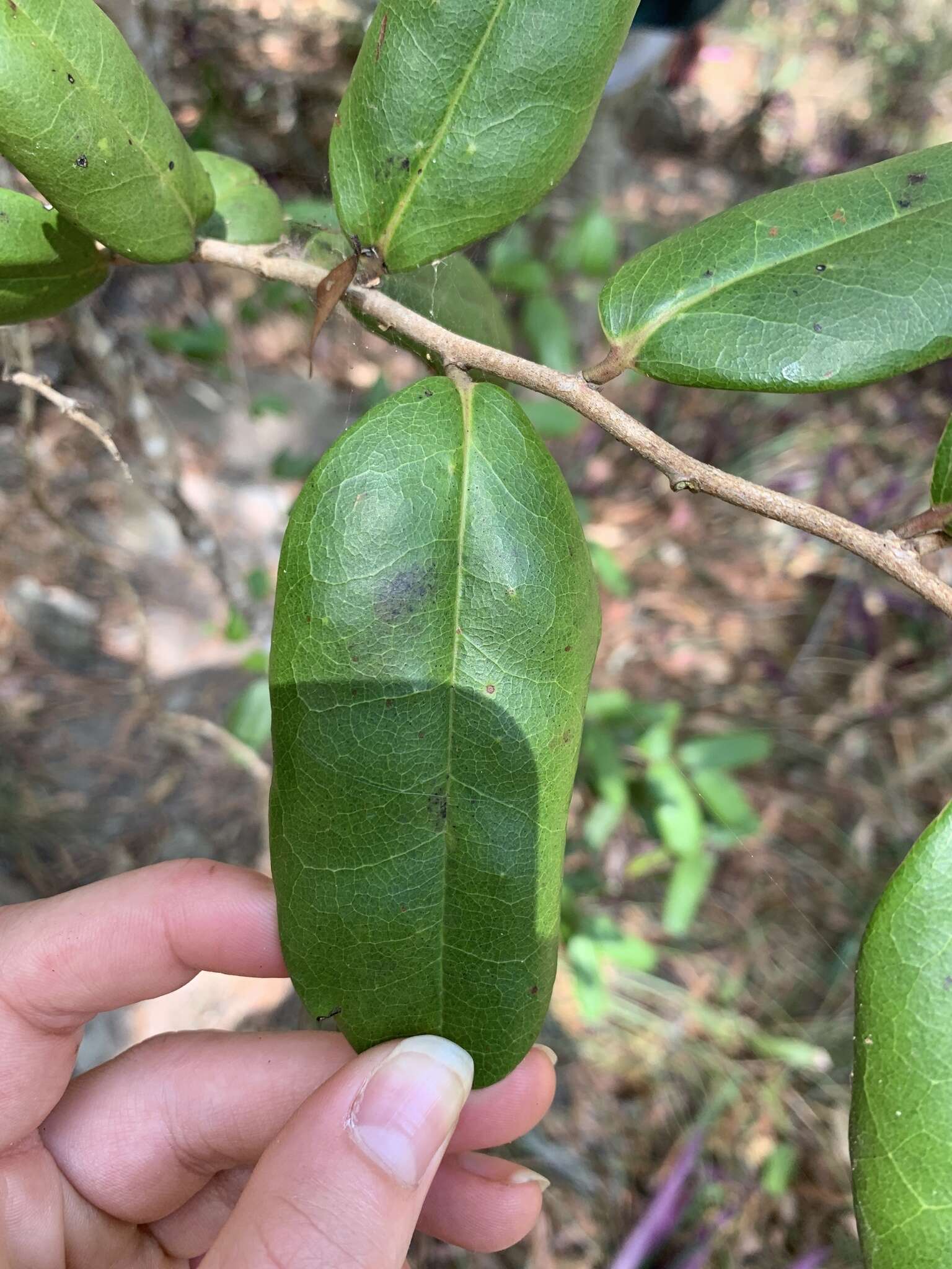 Image de Diospyros compacta (R. Br.) Kosterm.