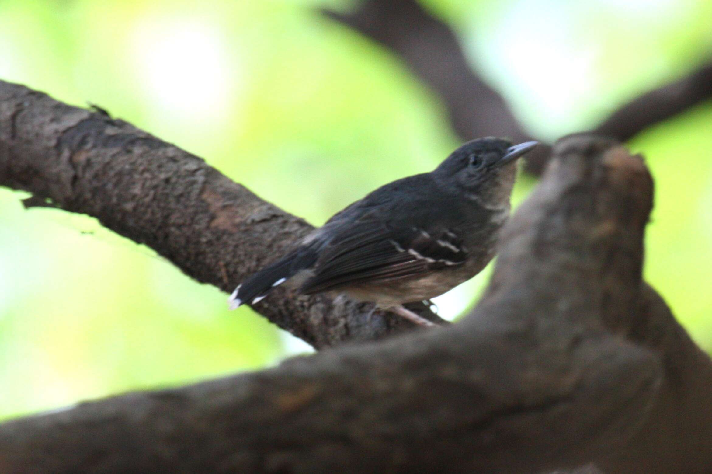 Image of Mato Grosso Antbird