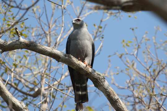 Image of Plumbeous Kite