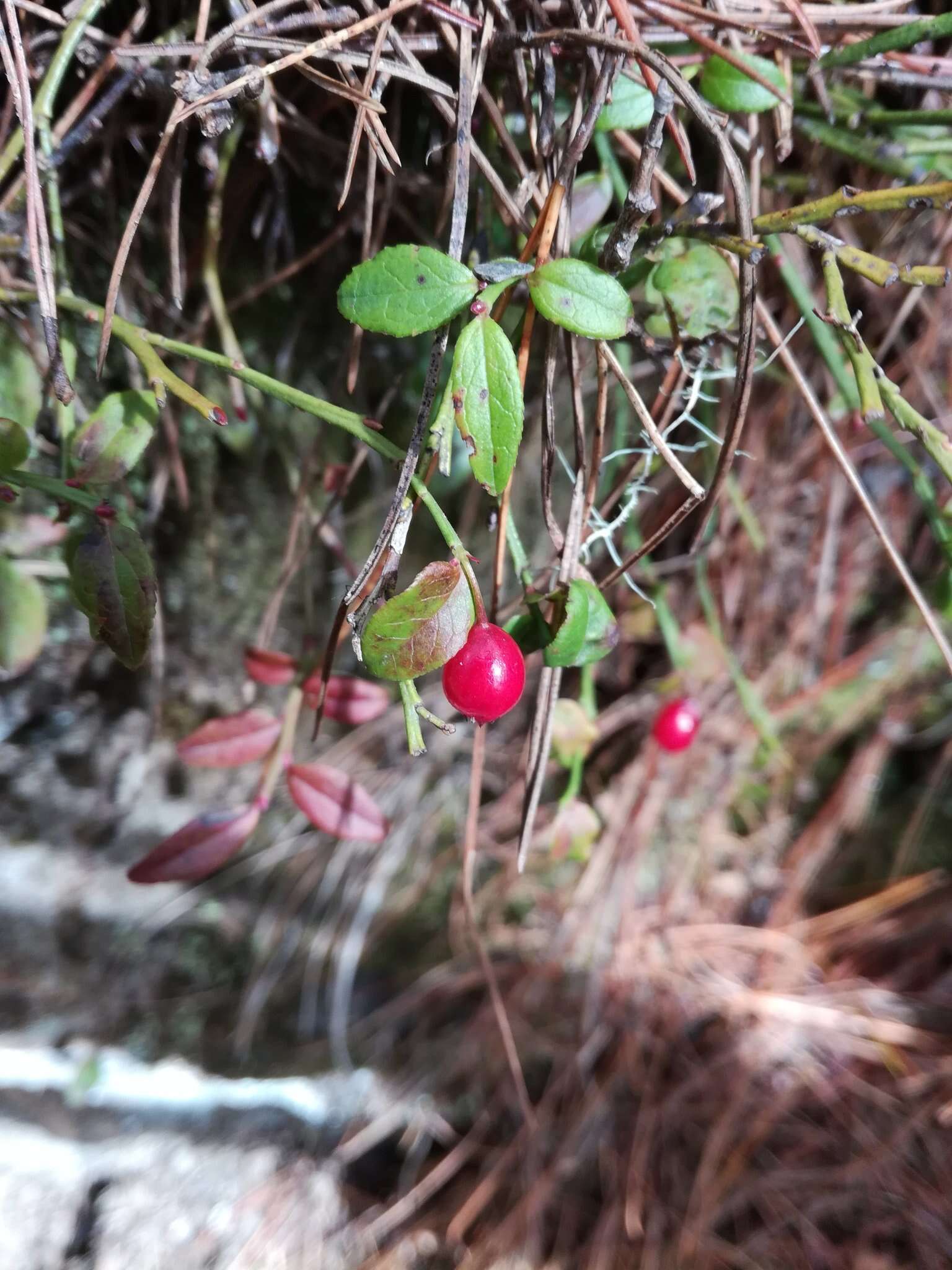 Image of Vaccinium japonicum var. lasiostemon Hayata