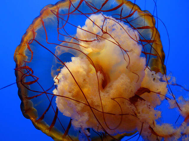 Image of Sea nettle