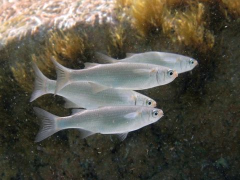 Image of Boxlip mullet