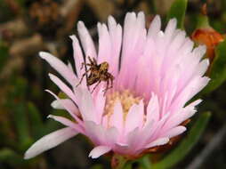 Image of Oxyopes pallidecoloratus Strand 1906