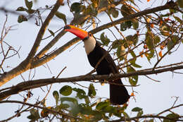 Image of Toco Toucan