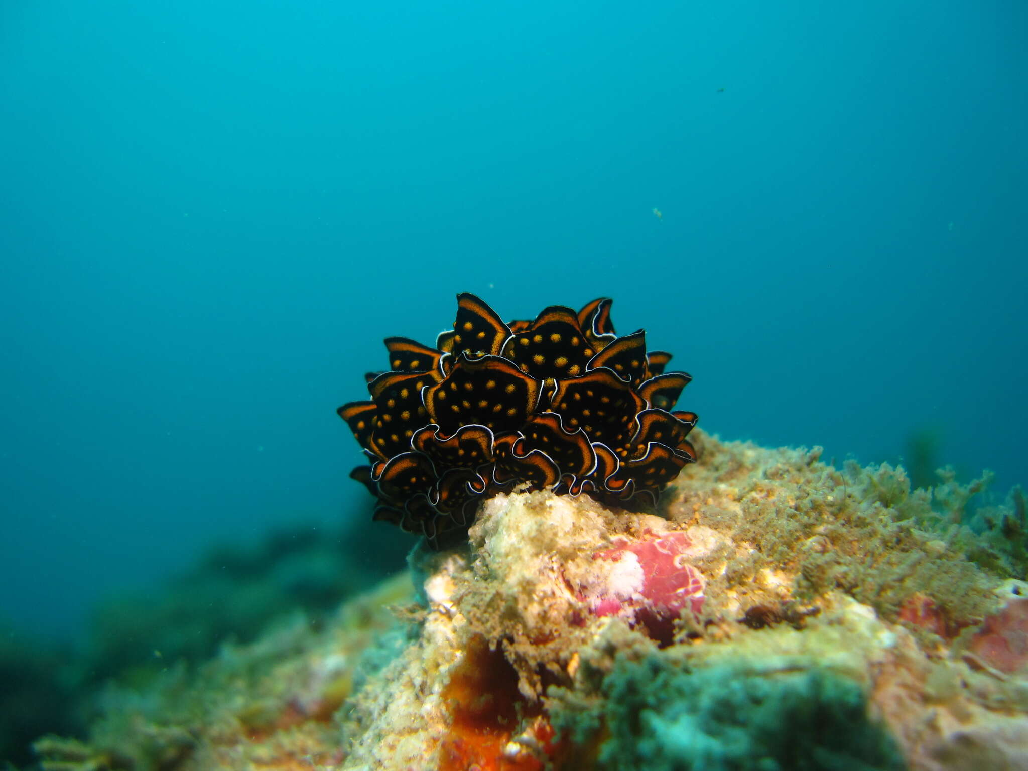 Image of Leaf gilled slug