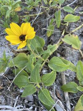 Image of cucumberleaf sunflower