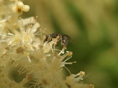 Plancia ëd Lasioglossum imitatum (Walker 1986)