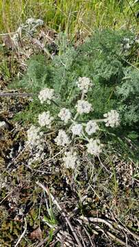 Image of woollyfruit desertparsley