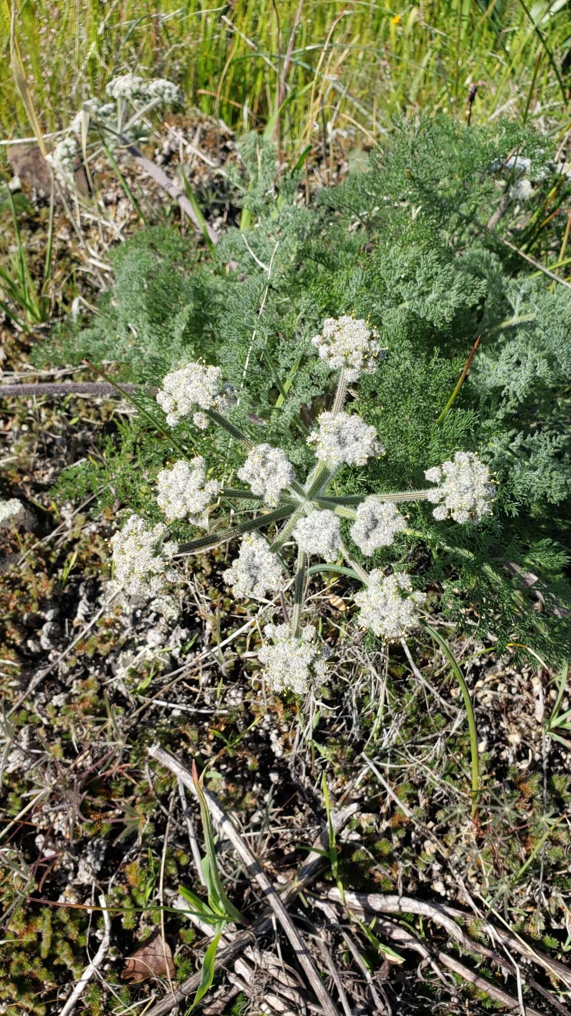 Image de Lomatium dasycarpum subsp. tomentosum (Benth.) Theob.