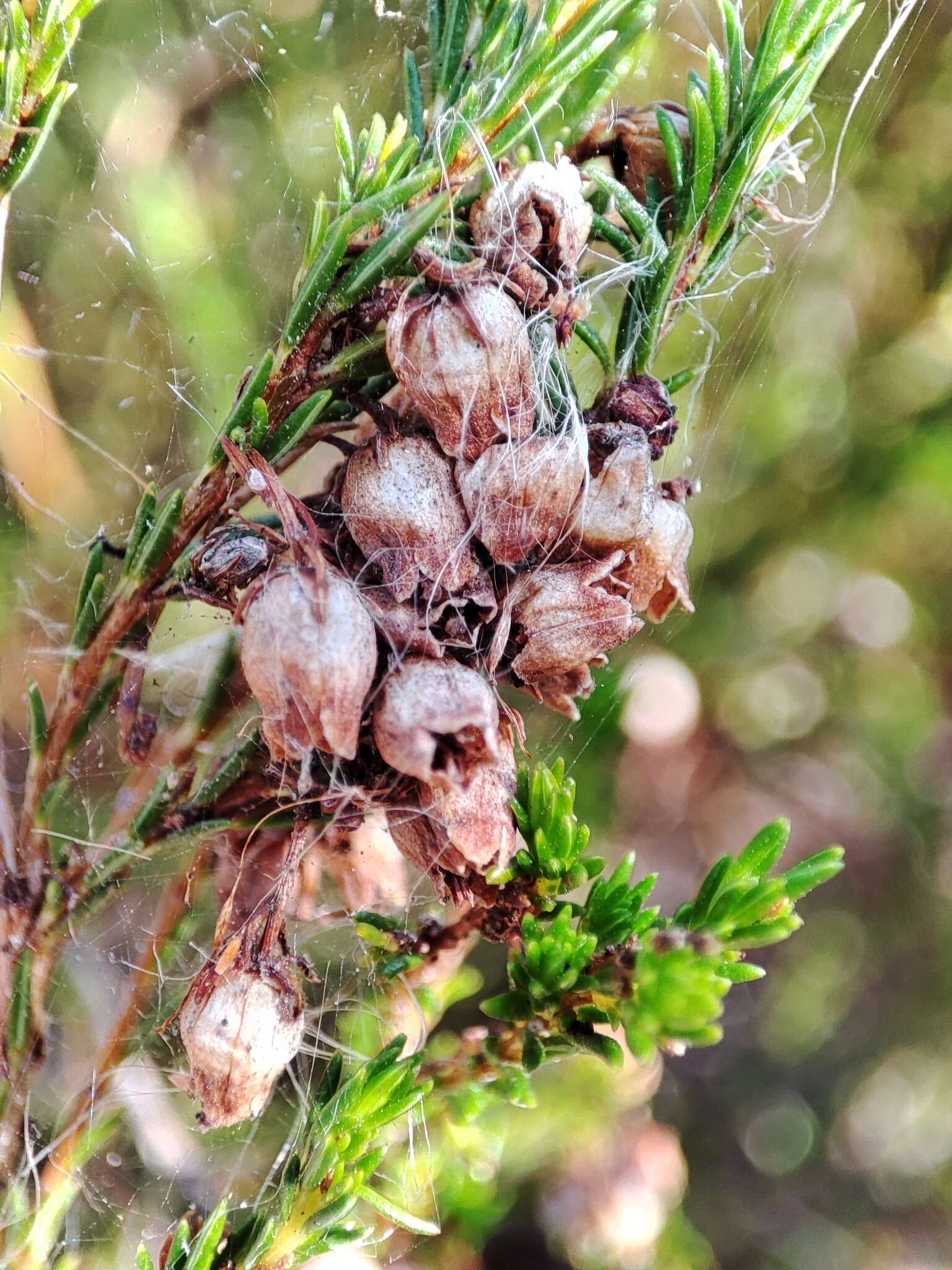 Imagem de Erica margaritacea