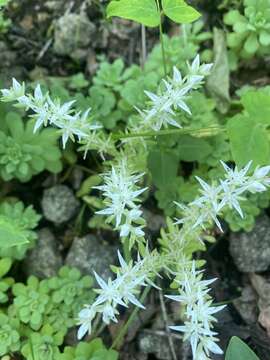 Image de Sedum glaucophyllum R. T. Clausen