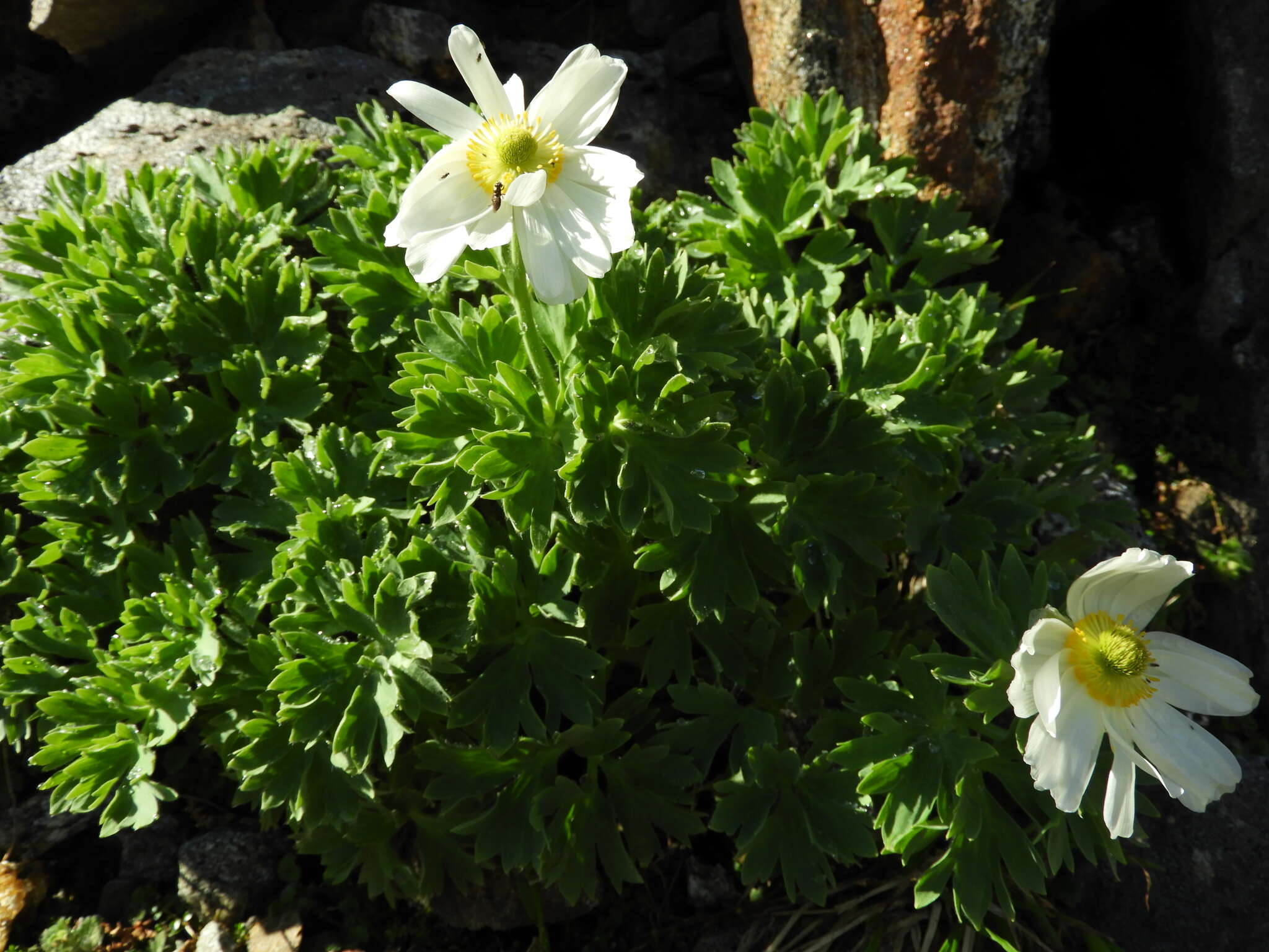 Слика од Ranunculus buchananii Hook. fil.