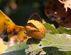 Image of Cupha erymanthis maja Fruhstorfer 1898