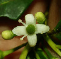 Image of Sintenis' Holly