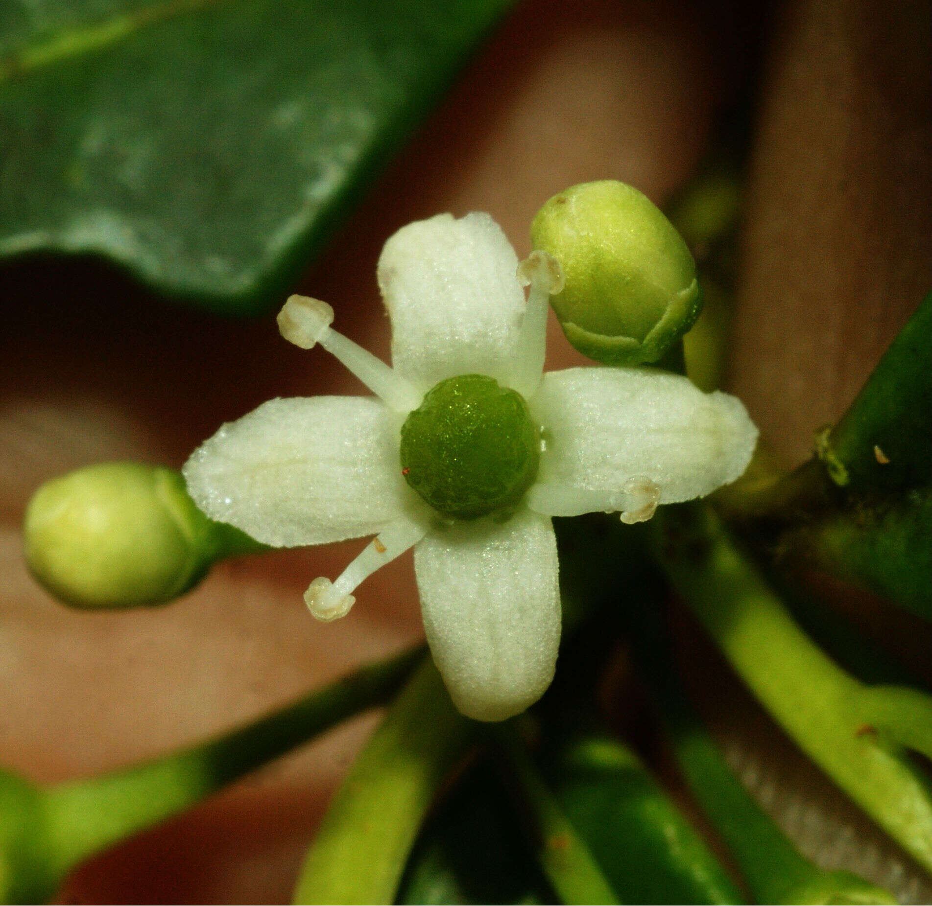 Image of Sintenis' Holly