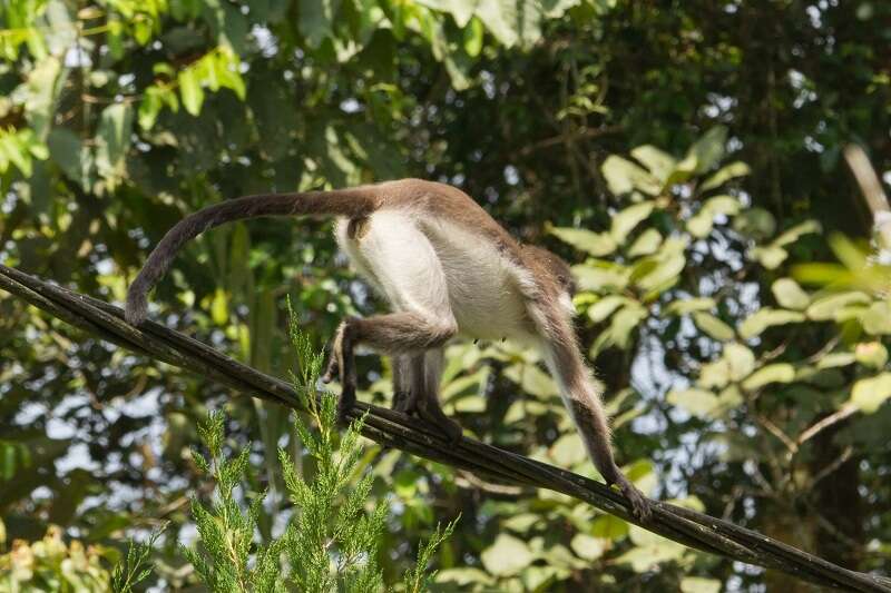 Image of Pale-thighed Langur