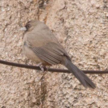 Image of Abert's Towhee