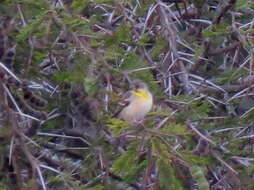 Image of Lemon-breasted Canary