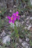 Zeltnera calycosa (Buckley) G. Mansion resmi