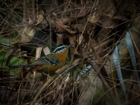 Image of Bertoni's Antbird