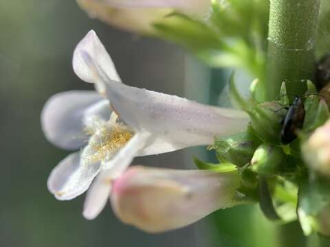 Image of western whiteflower beardtongue