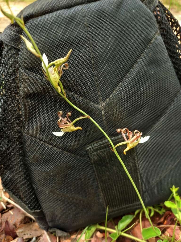 Image of Eulophia venulosa Rchb. fil.