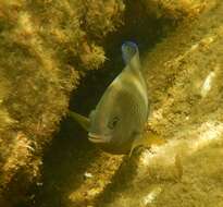 Image of Honey Damselfish