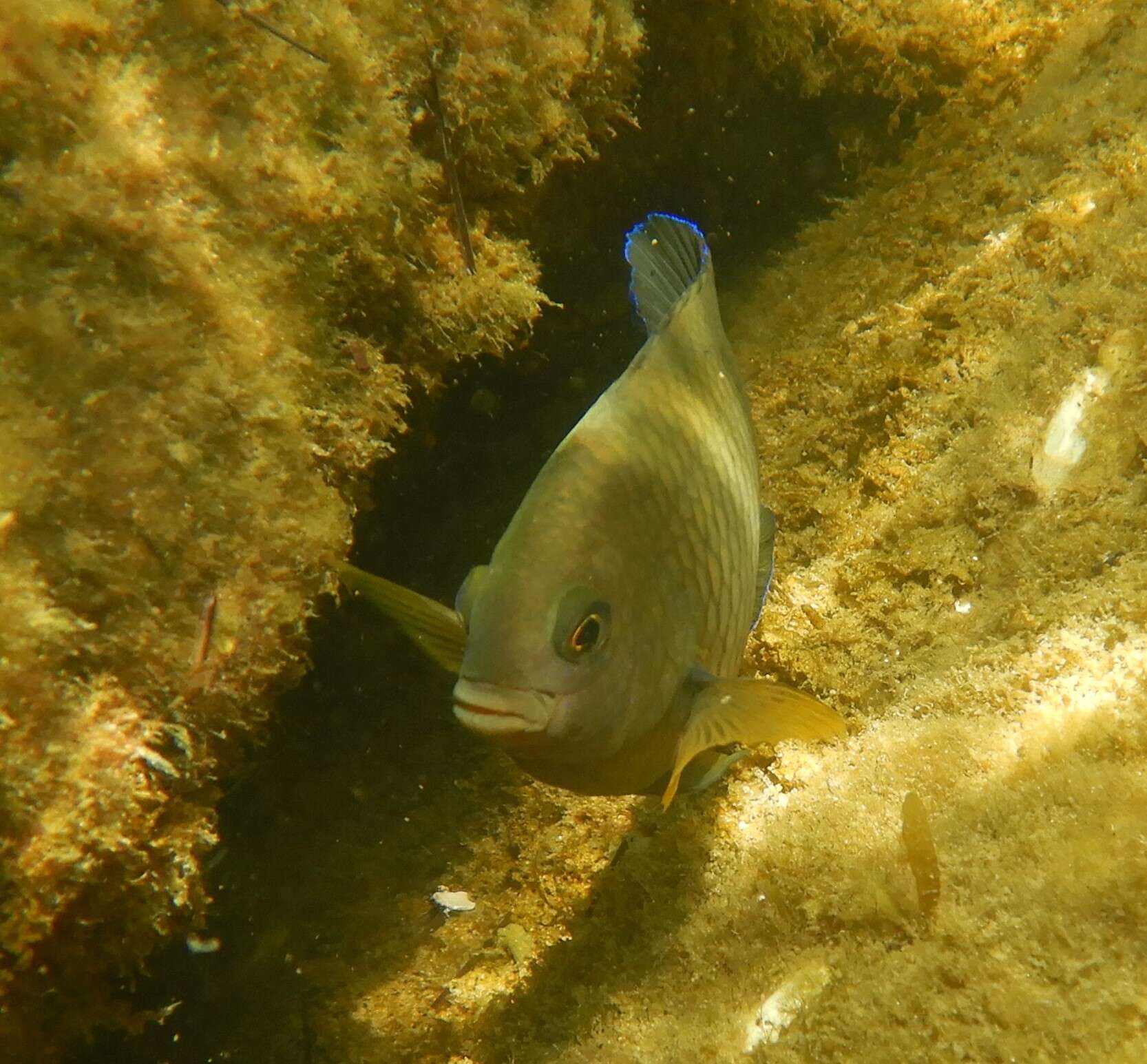 Image of Honey Damselfish