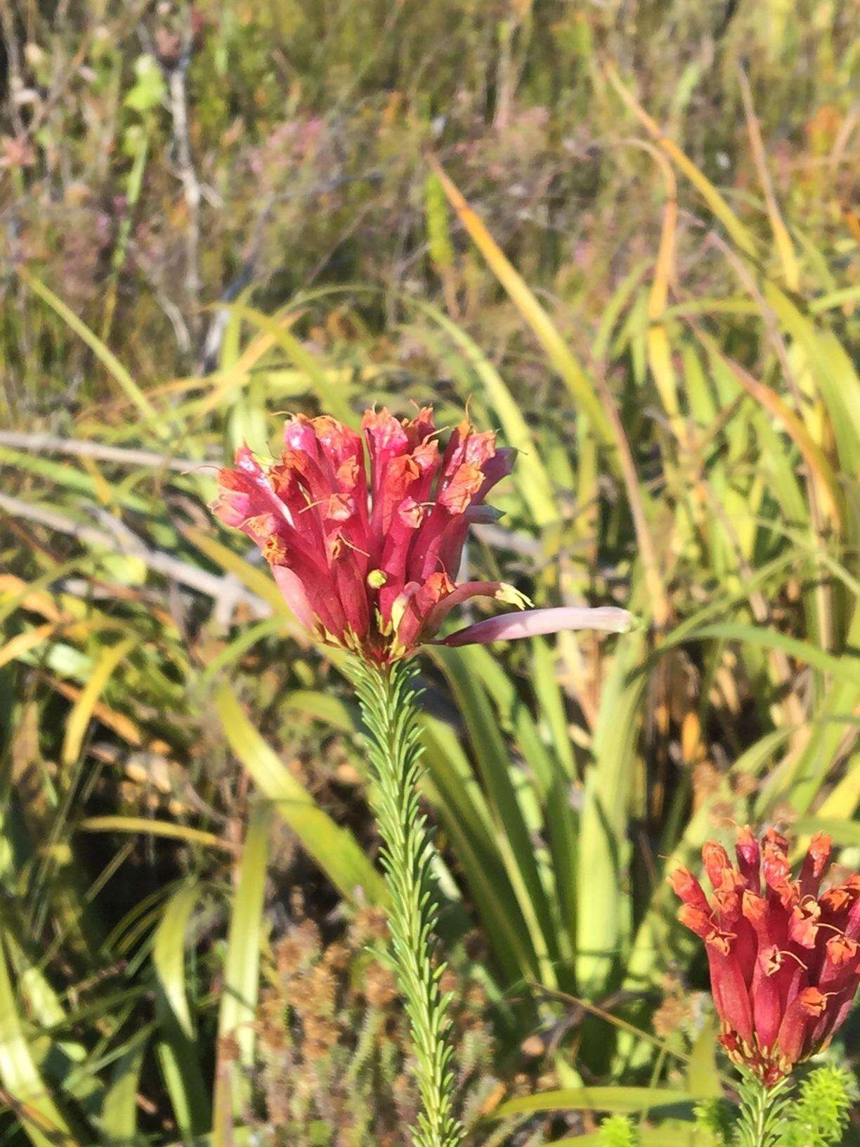 Image of <i>Erica <i>fascicularis</i></i> subsp. fascicularis