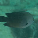 Image of Bar-finned damsel