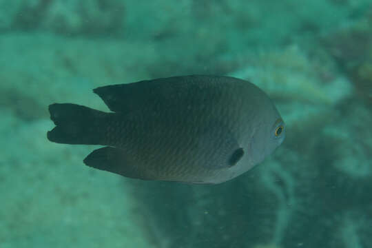 Image of Bar-finned damsel