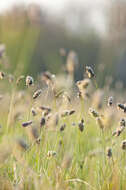 Image of blue moor grass